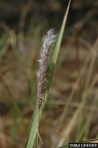 Figure 6: Cogongrass leaves have sharp point at the end of the blade and silvery flowers. 