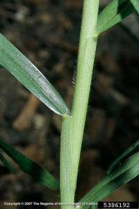 Figure 10 The collar and sheath of kikiyugrass, and the leaf hairs that parallel the stem.  