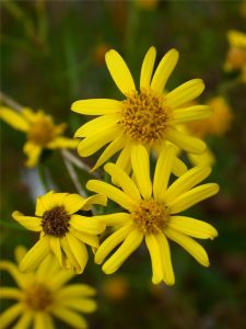 Figure 16 South African ragwort flowers are yellow, and each plant has many flowers