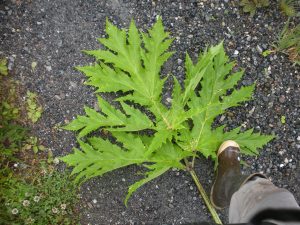 Giant hogweed leaf